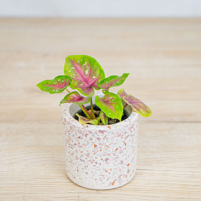 caladium-bicolor-bella-baby