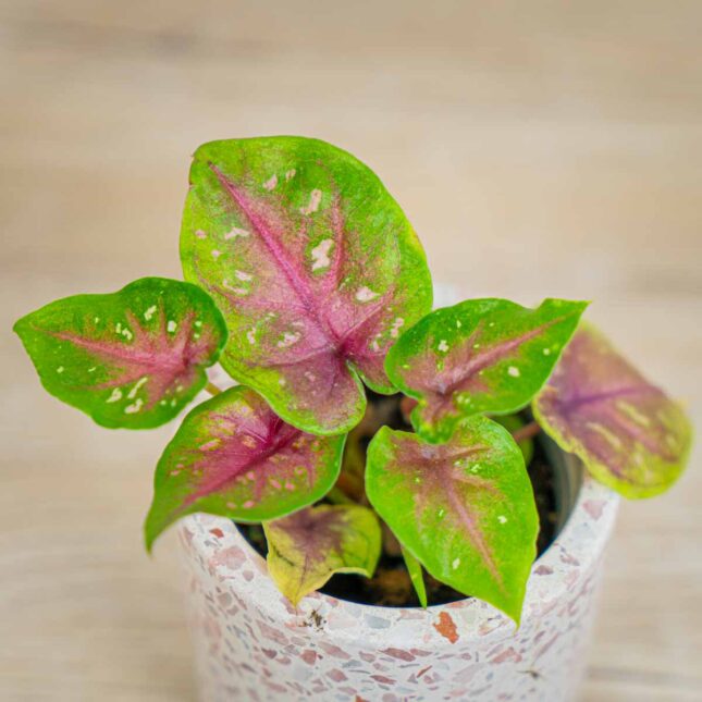 Mała Szklarnia caladium-bicolor-bella-baby