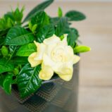 gardenia-jasminowata-gardenia-jasminoides