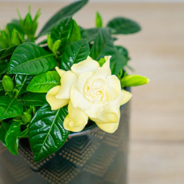 Mała Szklarnia gardenia-jasminowata-gardenia-jasminoides