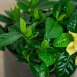 gardenia-jasminowata-gardenia-jasminoides
