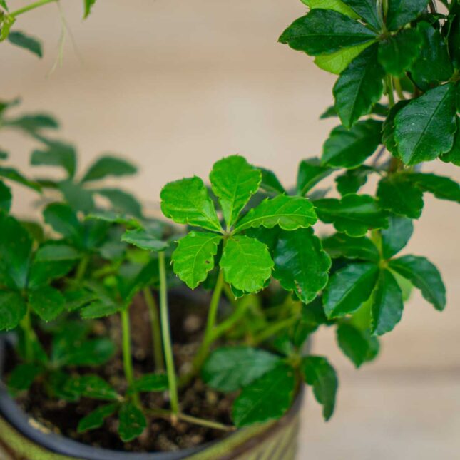 Mała Szklarnia cissus-pasiasty-parthenocissus-striata
