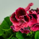 pelargonia-wielokwiatowa-ombre