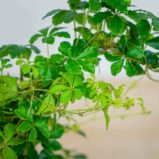cissus-pasiasty-parthenocissus-striata