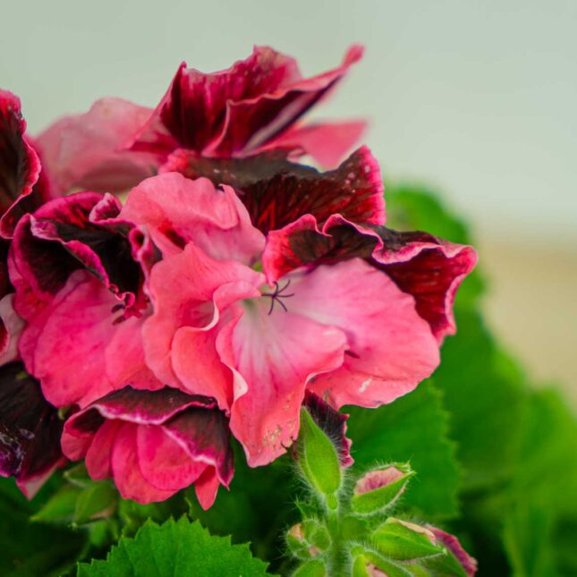 Mała Szklarnia pelargonia-wielokwiatowa-ombre