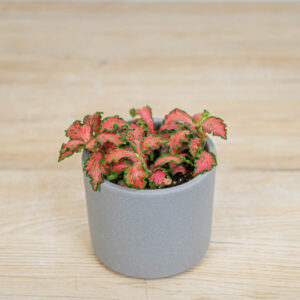Fittonia-verschaf-red-star
