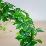 cissus-pasiasty-parthenocissus-striata