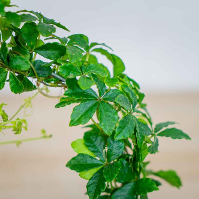 Mała Szklarnia cissus-pasiasty-parthenocissus-striata