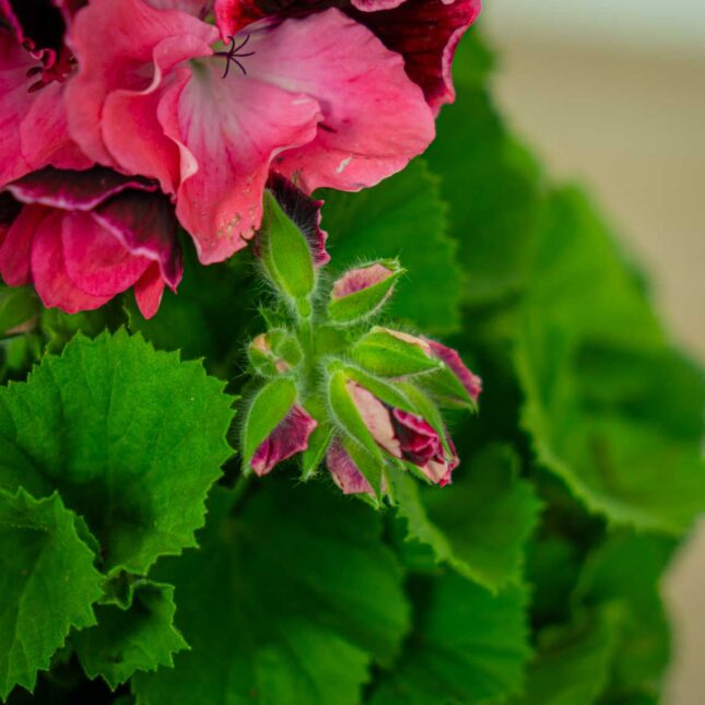 Mała Szklarnia pelargonia-wielokwiatowa-ombre