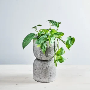 Epipremnum pinnatum cebu blue