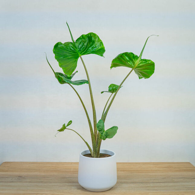 Mała Szklarnia alokazja-macrorrhiza-stingray-alocasia