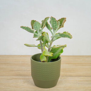 kalanchoe-beharensis-ucho-slonia
