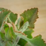 kalanchoe-beharensis-ucho-slonia