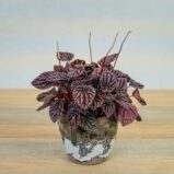 peperomia-red-luna