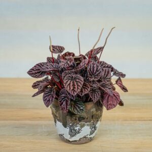 peperomia-red-luna