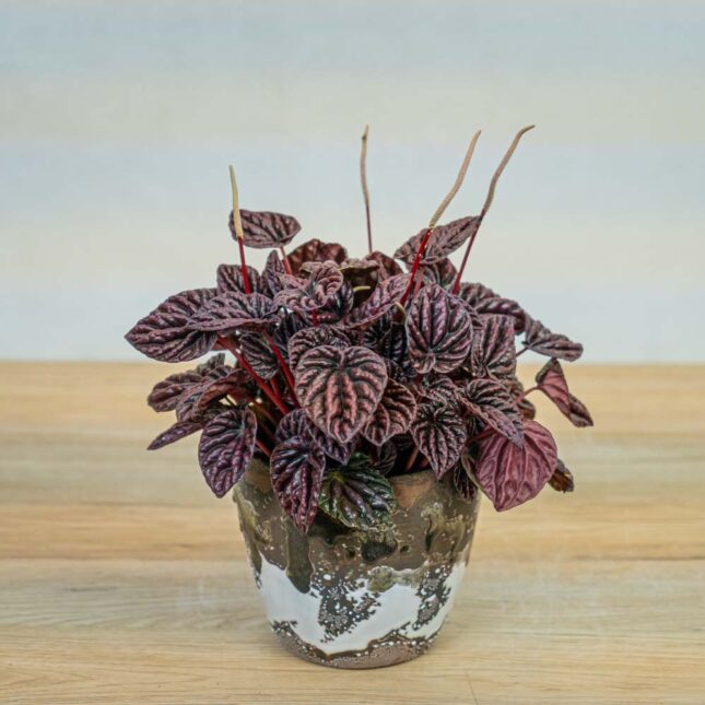 peperomia-red-luna peperomia-red-luna