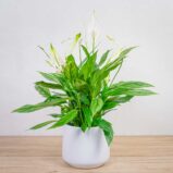 skrzydlokwiat-silver-cupido-spathiphyllum