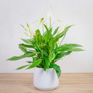 skrzydlokwiat-silver-cupido-spathiphyllum