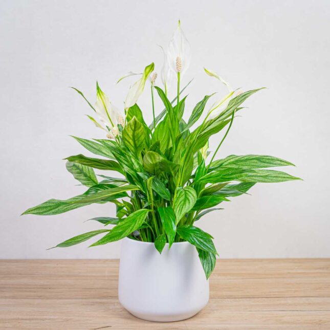 skrzydlokwiat-silver-cupido-spathiphyllum skrzydlokwiat-silver-cupido-spathiphyllum