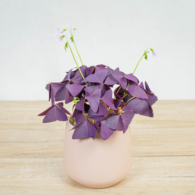 szczawik-mijke-oxalis-triangularis