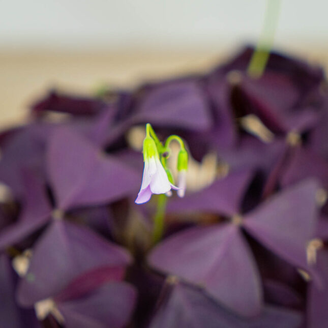 szczawik-mijke-oxalis-triangularis szczawik-mijke-oxalis-triangularis