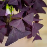 szczawik-mijke-oxalis-triangularis