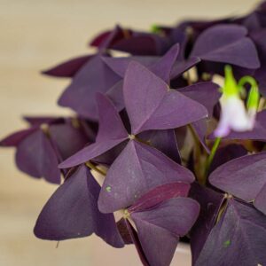 szczawik-mijke-oxalis-triangularis