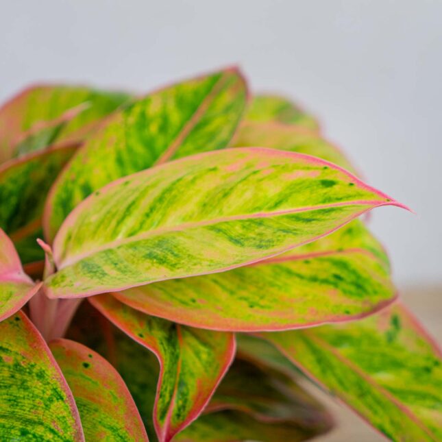 aglaonema-salmon-fantasy-golden-papaya aglaonema-salmon-fantasy-golden-papaya