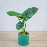 alokazja-lukiwan-alocasia