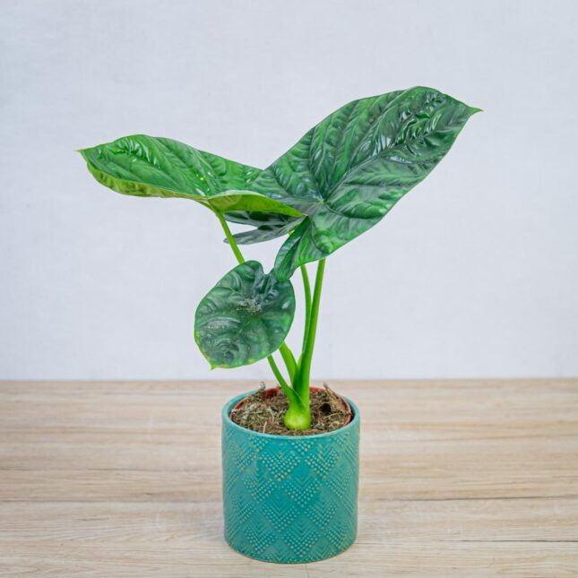 alokazja-lukiwan-alocasia