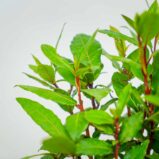 drzewko-laurowe-laur-szlachetny-laurus-nobilis