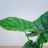 alokazja-lukiwan-alocasia