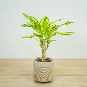 dracena-fragrans-yellow-coast-dracaena