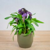 zantedeschia-lovely-purple-kalla