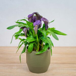 zantedeschia-lovely-purple-kalla