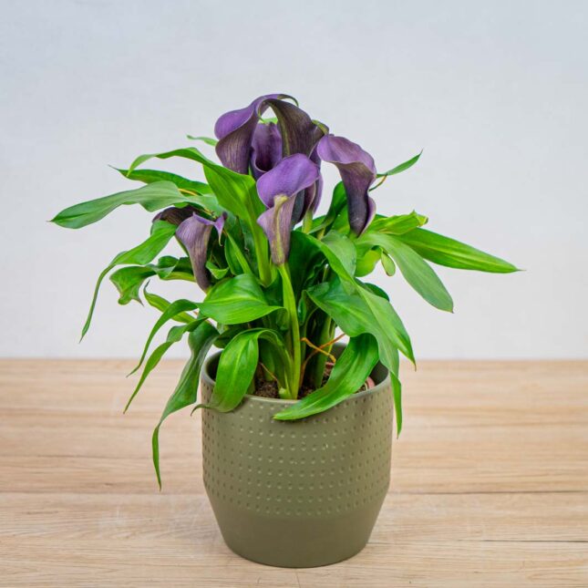 Mała Szklarnia zantedeschia-lovely-purple-kalla