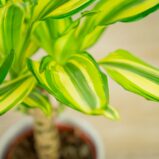 dracena-fragrans-yellow-coast-dracaena