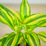 dracena-fragrans-yellow-coast-dracaena