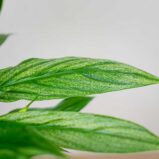 skrzydlokwiat-silver-cupido-spathiphyllum