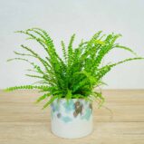 paproc-duffy-nephrolepis-cordifolia