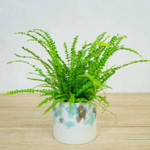 paproc-duffy-nephrolepis-cordifolia