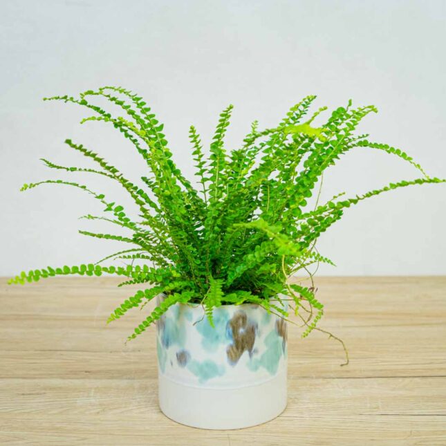 paproc-duffy-nephrolepis-cordifolia paproc-duffy-nephrolepis-cordifolia