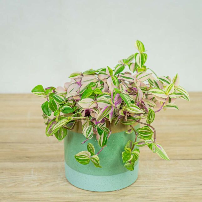 trzykrotka-tradescantia-fluminensis-tricolor trzykrotka-tradescantia-fluminensis-tricolor