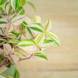 trzykrotka-tradescantia-fluminensis-tricolor