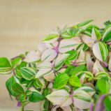 trzykrotka-tradescantia-fluminensis-tricolor