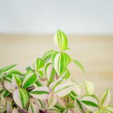 trzykrotka-tradescantia-fluminensis-tricolor