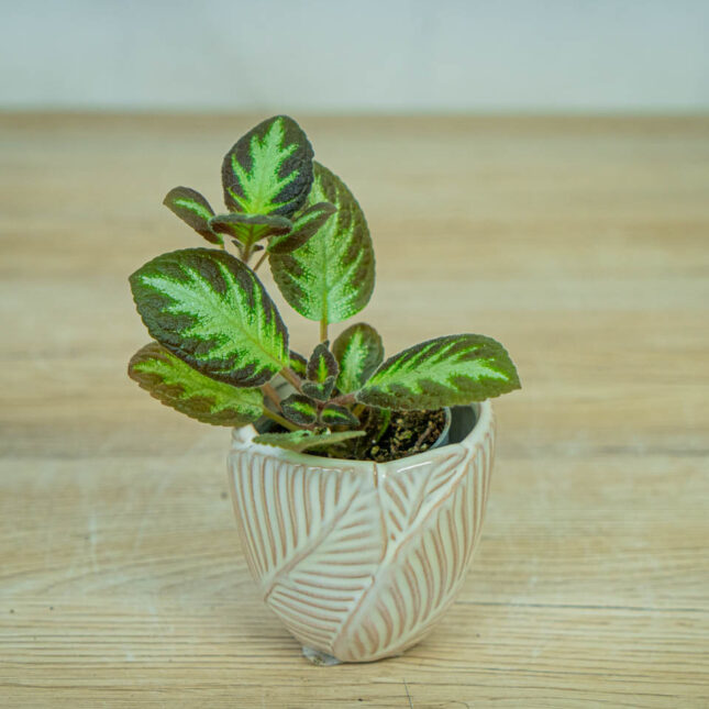 Episcia-silver-shield-baby Episcia-silver-shield-baby