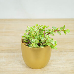 Portulacaria-afra-Variegata