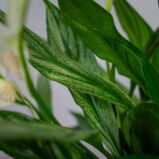 skrzydlokwiat-silver-cupido-spathiphyllum