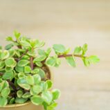 Portulacaria-afra-Variegata